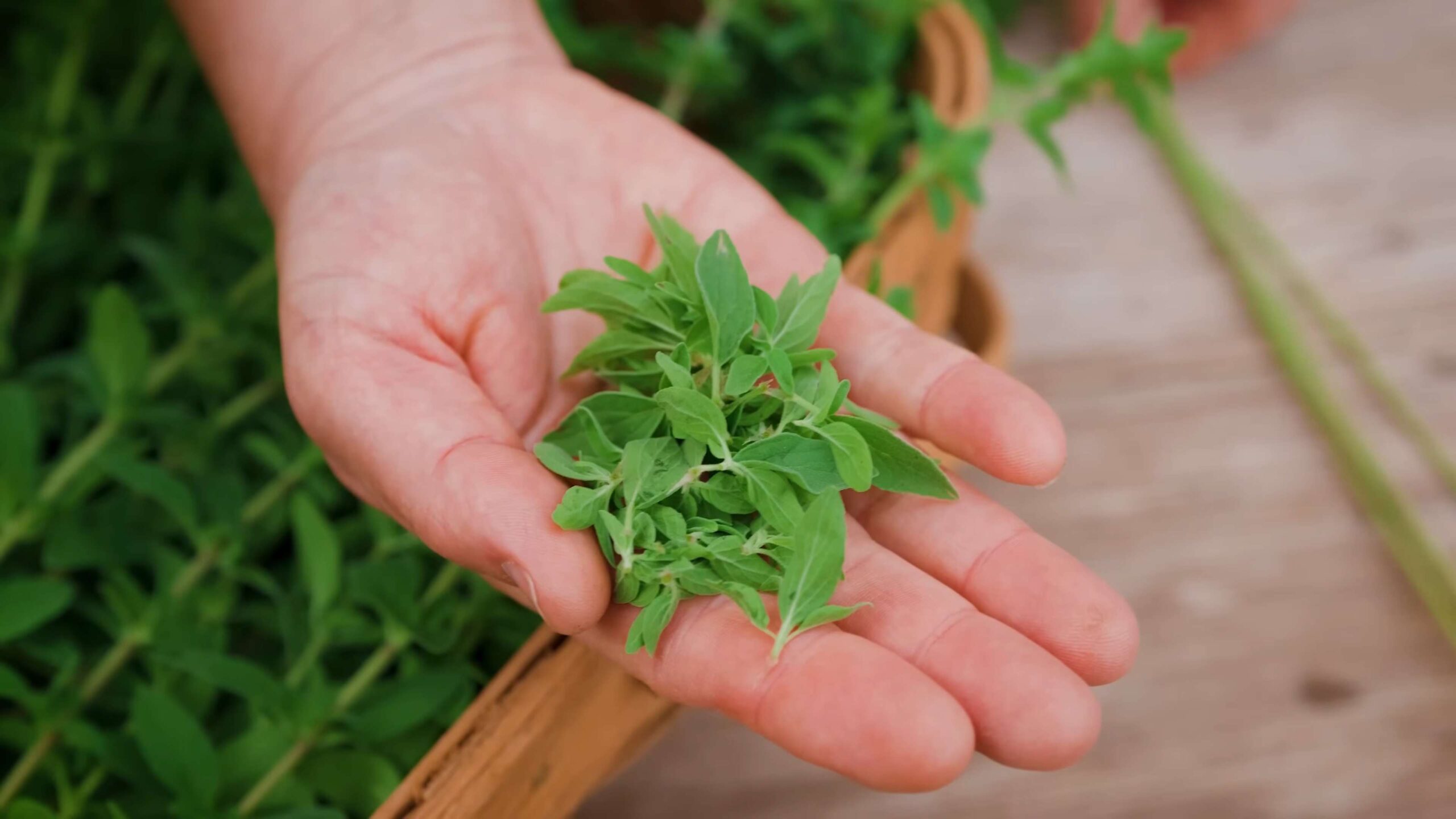Oregano Anbau zu Hause