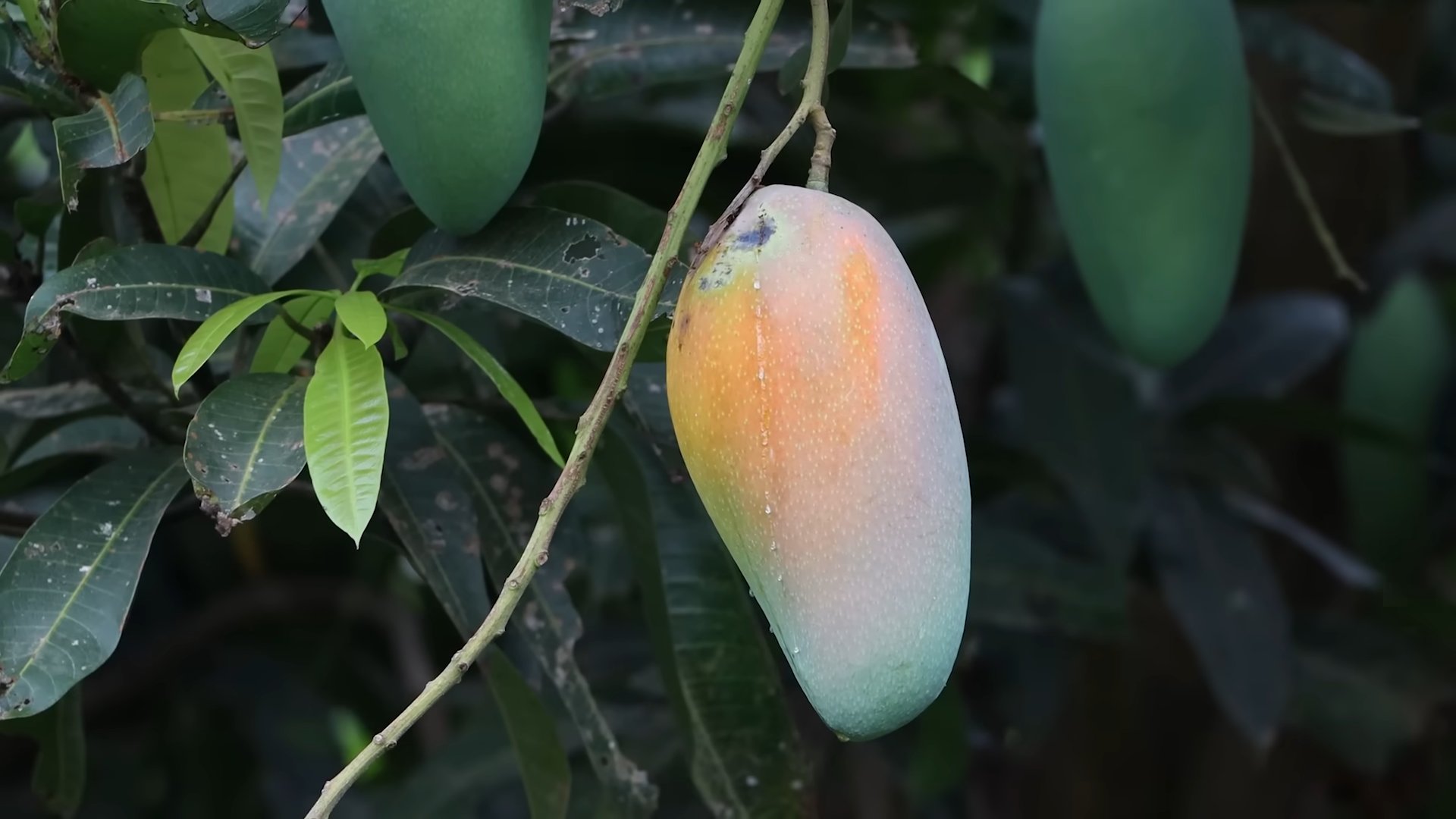 Mango Bäume selbst ziehen