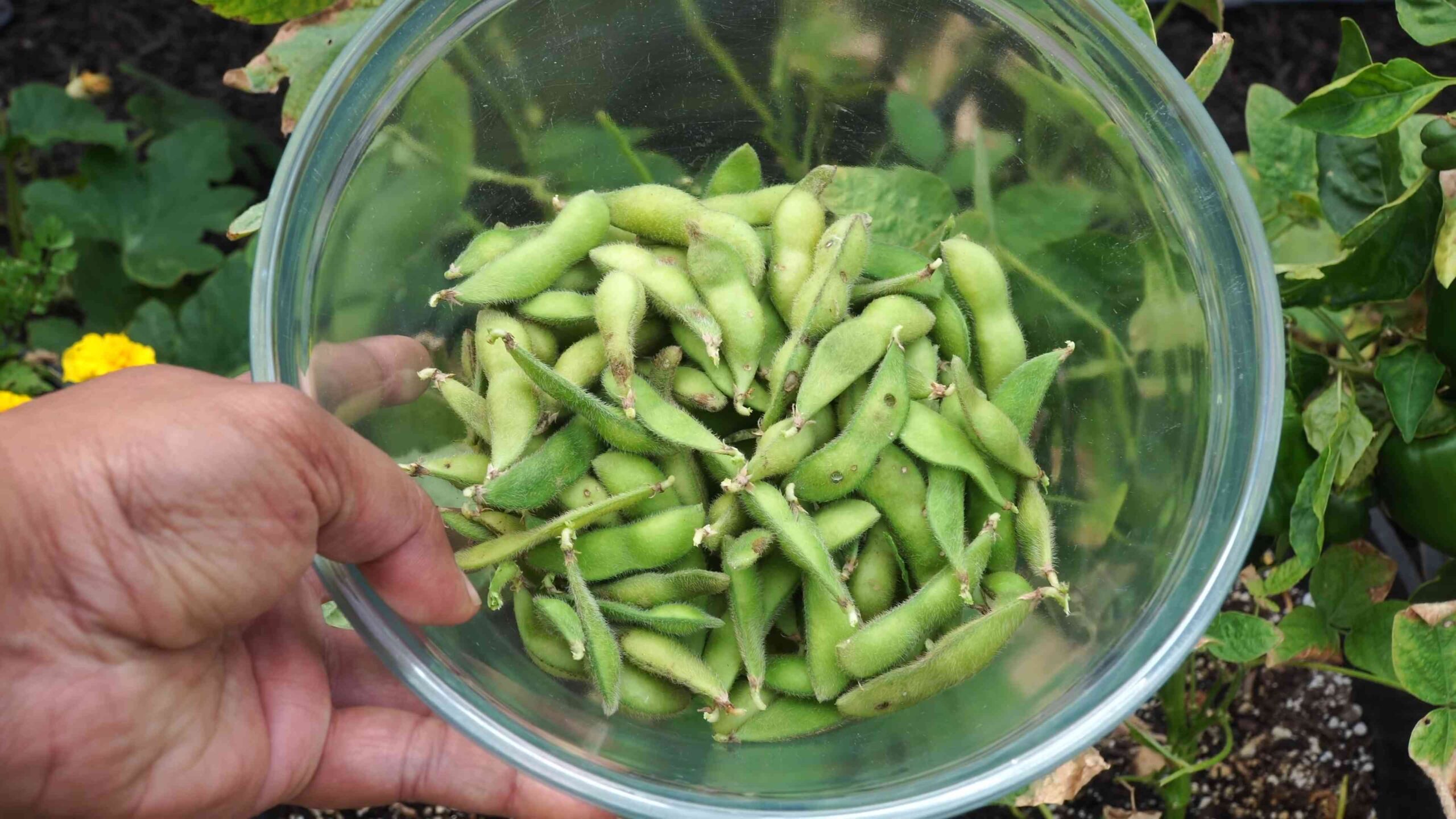 Edamame Anbau zu Hause