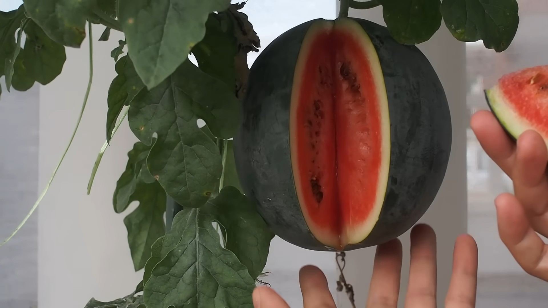 Wassermelone Anbau im Garten