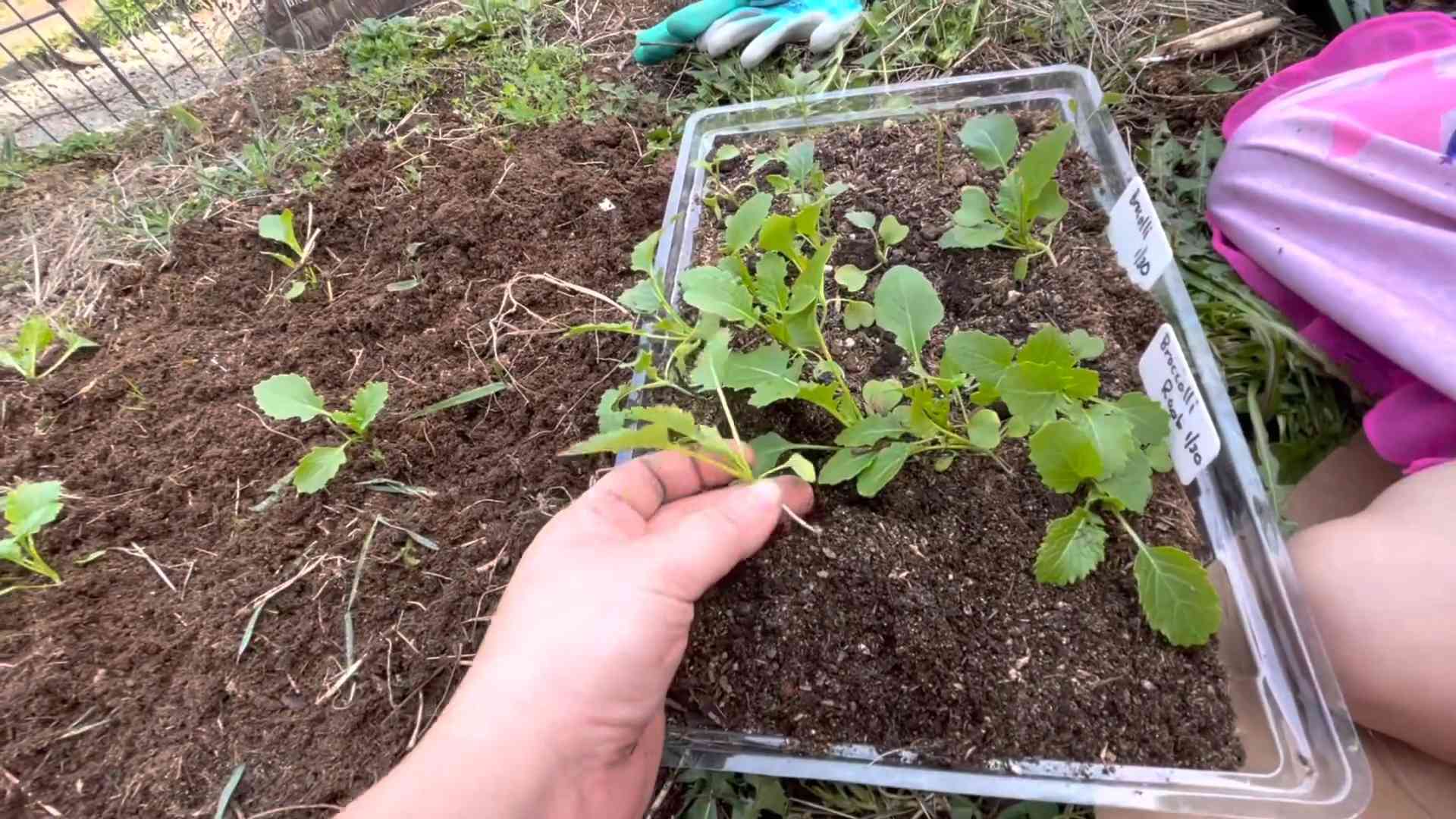 Broccoli Rabe Anbauen Anleitung