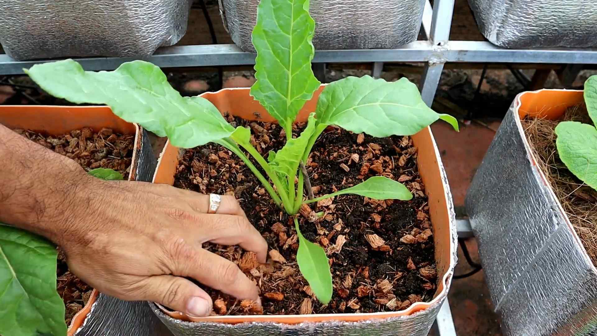 Mangold Anbau Einfach Gemacht
