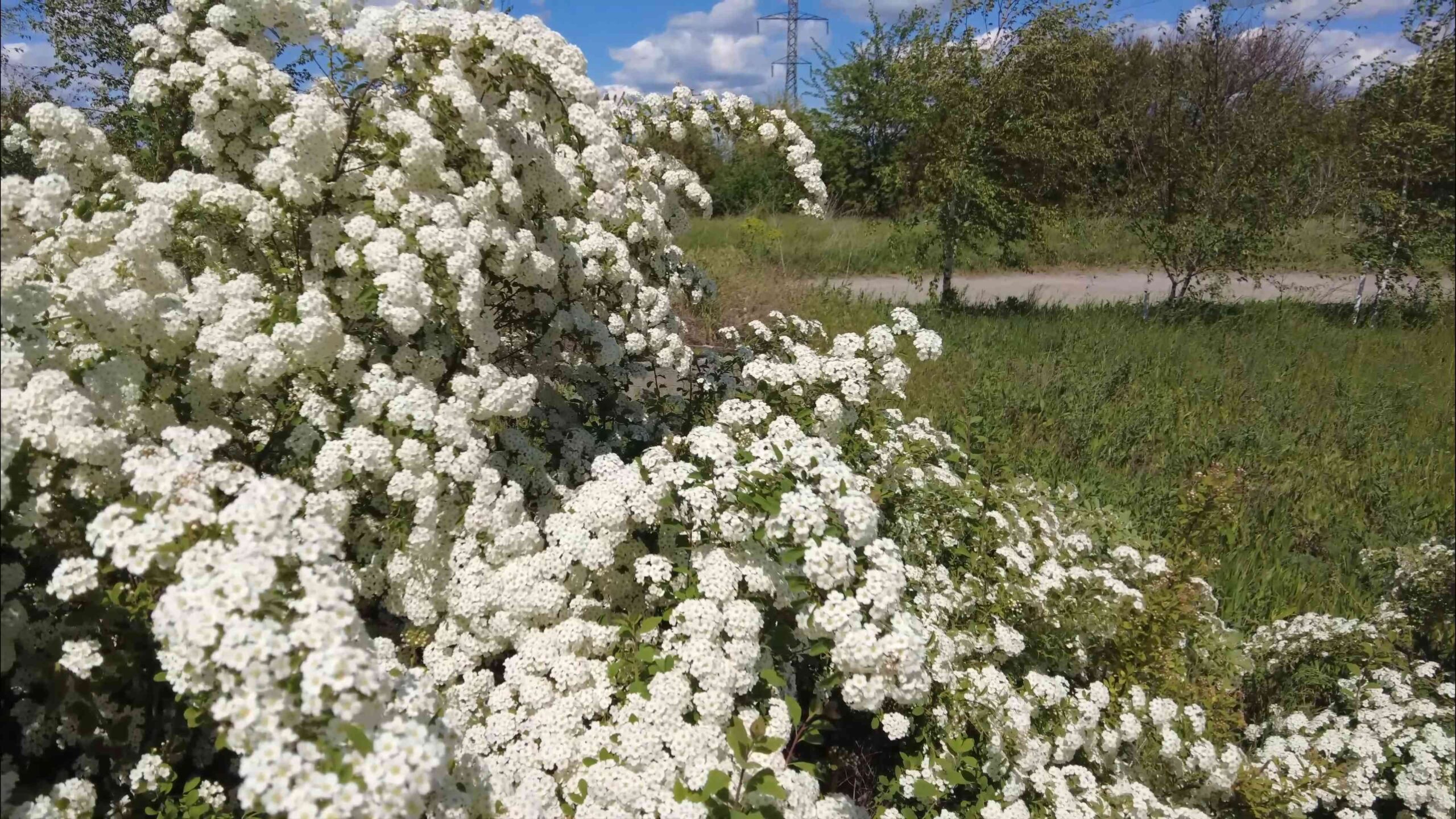 Frühlingssträucher für den Garten