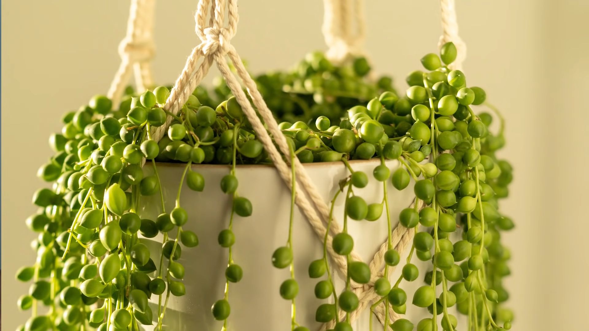 String of Pearls pflegen